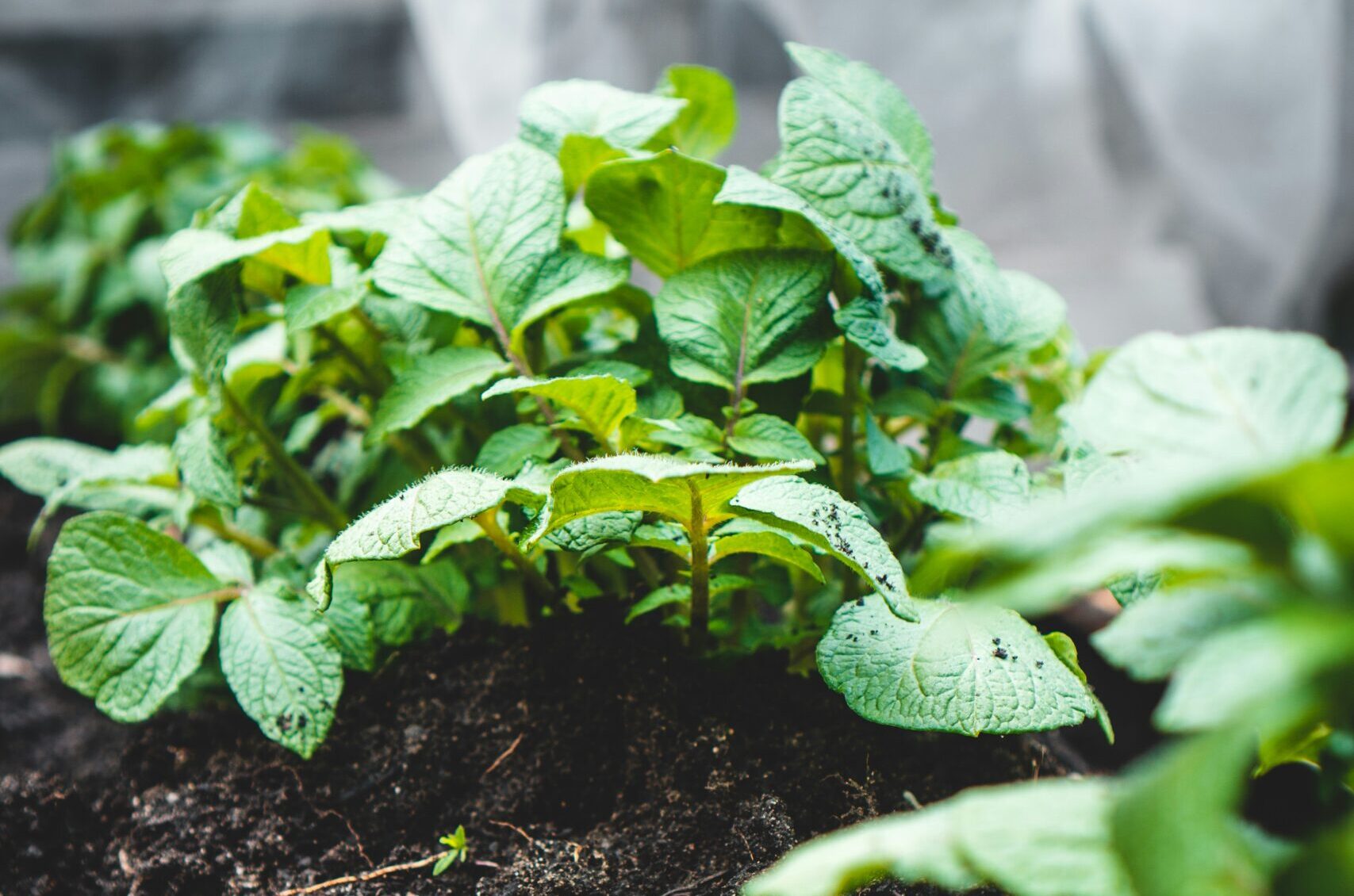 Anchorage lawn care services - Alaska Landworks